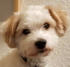 Originalt hundefoto fra kunde før personlig gravering på halskæde