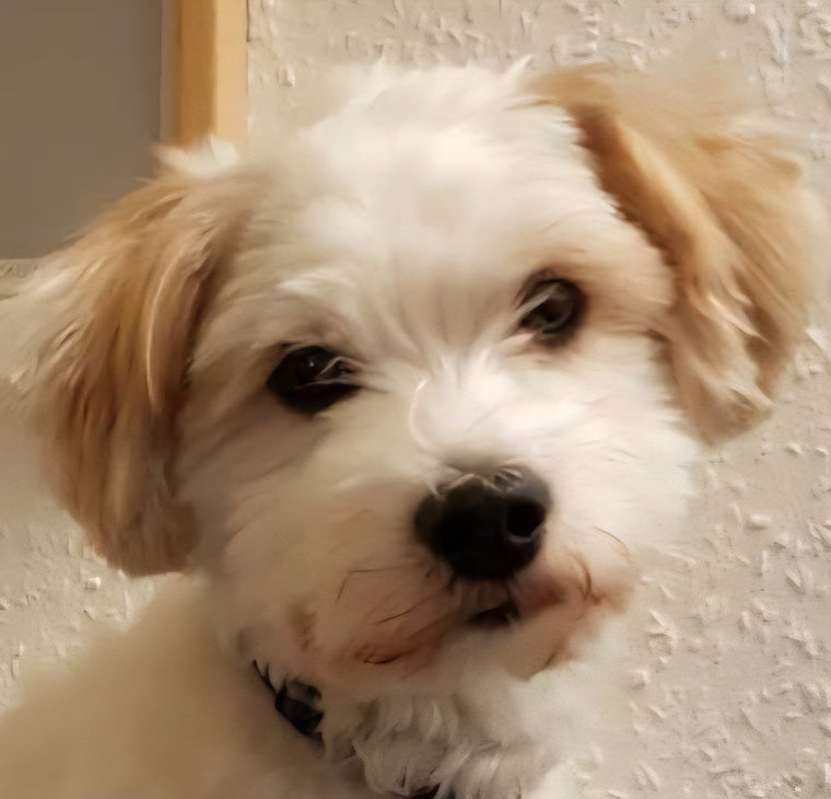 Kundens originale foto af sin lyse hund før gravering