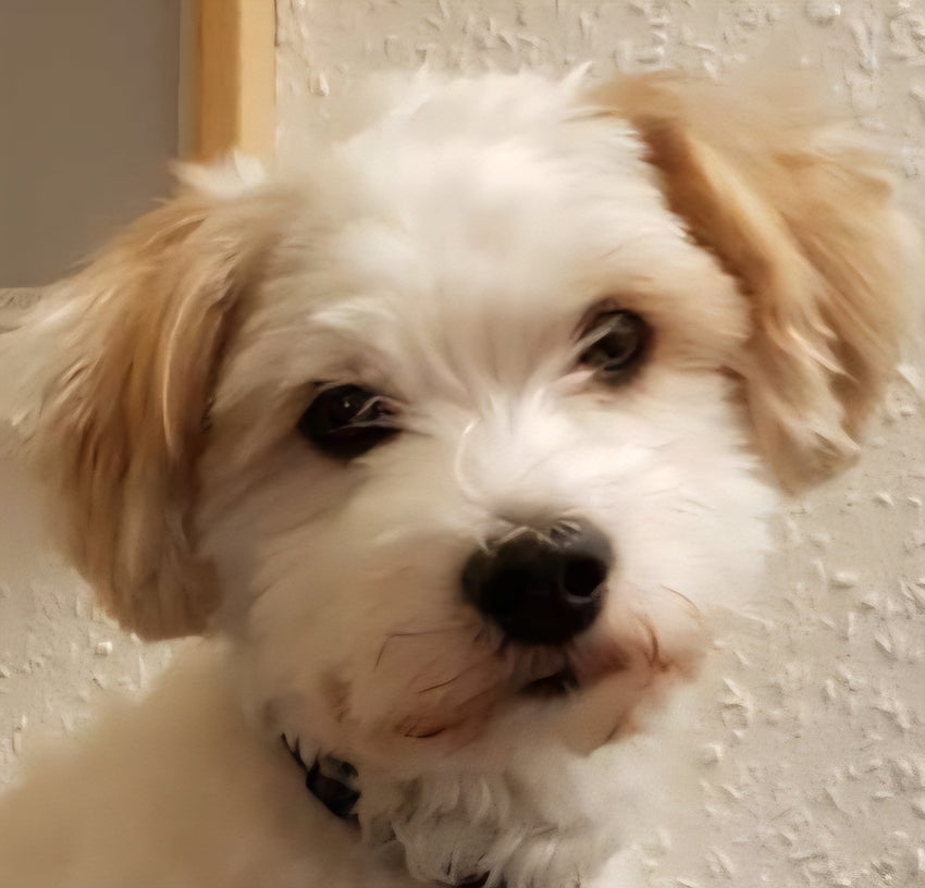 Originalfoto av en ljus hund inskickat av en Mirelle-kund