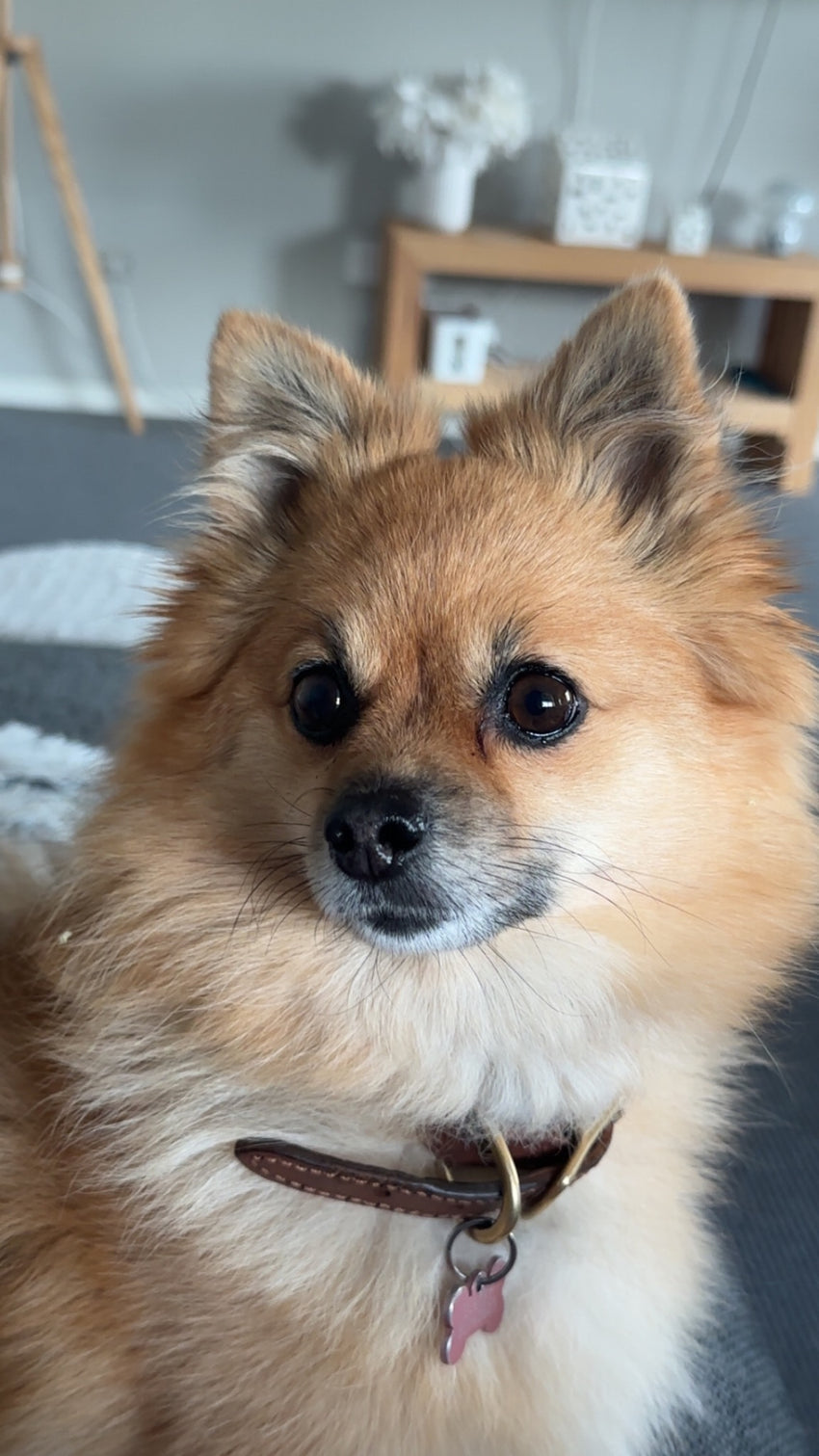 Originalfoto av kundens pomeranian före gravering